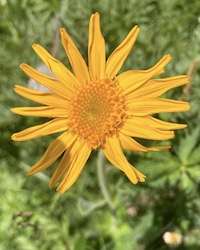 Arnica Montana